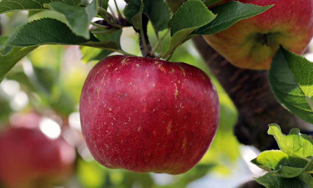 az alma egészséges gyümölcs